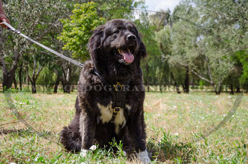 leather dog training harness for Caucasian Shepherd